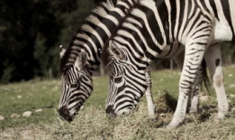 斑马视频,视频揭秘斑马生活与习性