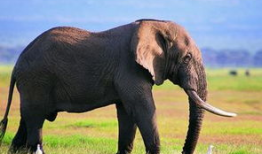 大象视频,探索动物世界的奇妙瞬间